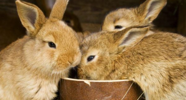 Jakou zeleninou a ovocem krmit králíky